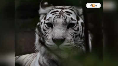 Black Tiger Safari : দারুণ খবর! চালু হচ্ছে দেশের একমাত্র ব্ল্যাক টাইগার সাফারি, কোথায় জানেন?