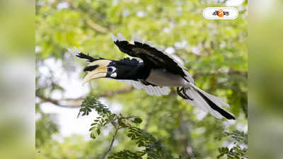 Hornbill Bird : হর্নবিলদের সংখ্যা বাড়াতে গড়ে দেওয়া হবে কৃত্রিম বাসা