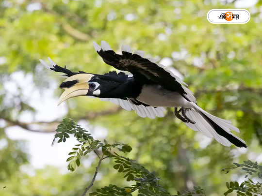 Hornbill Bird : হর্নবিলদের সংখ্যা বাড়াতে গড়ে দেওয়া হবে কৃত্রিম বাসা