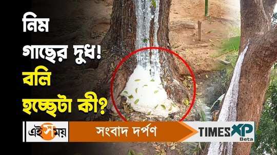 jhargram viral news milk coming out of neem tree creates curiosity among villagers watch video