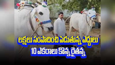 పోటీల్లో లక్షలు గెలుచుకున్న ఎద్దులు.. 10 ఎకరాలు కొన్న నంద్యాల రైతు 