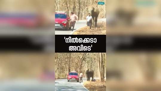 elephant attack viral video in muthanga forest
