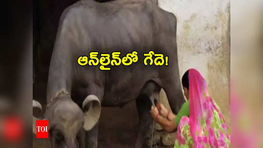 Online Order: ఆన్‌లైన్‌లో గేదెను ఆర్డర్ చేసిన వ్యక్తి.. 18 లీటర్ల పాలు ఇచ్చిందా? ఇలా మోసపోకండి 