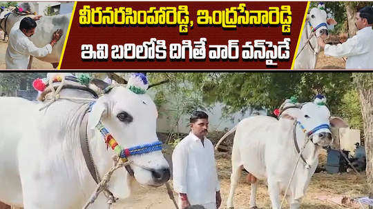 andhra pradesh farmer oxes winning lakhs of rupees in bulls competition