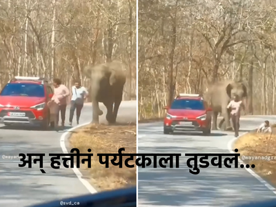 भडकलेला हत्ती करत होता पाठलाग, पळता पळता पर्यटकाचा गेला तोल, तरुणासोबत शेवटी काय घडलं पाहा