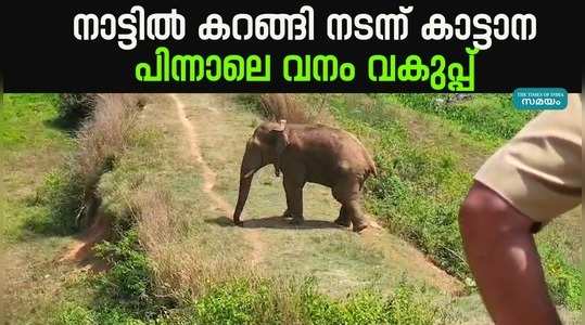 mananthavady wild elephant viral video