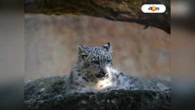 Snow Leopards : দেশে বাড়ছে বিলুপ্তপ্রায় তুষার চিতার সংখ্যা, জানালেন পরিবেশ মন্ত্রী