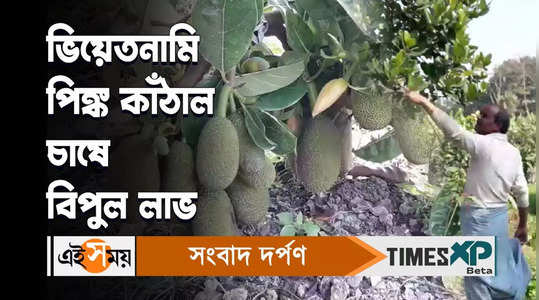vietnamese species jackfruit is being cultivated in nadia watch video