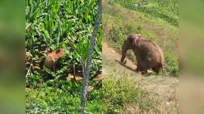 Mananthavady Elephant Thanneer Komban: രണ്ടാം വെടിയിൽ മയങ്ങി തണ്ണീർക്കൊമ്പൻ, കുങ്കികൾ വന്ന് ലോറിയിൽ കയറ്റി; ദൗത്യം വിജയം