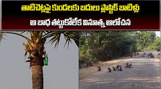 toddy tappers setup plastic bottles to toddy palm trees in warangal district