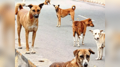 UP में आवारा जानवरों का आतंक, कन्नौज में कुत्‍तों तो फर्रुखाबाद में बंदर ने ली 2 बच्‍चों की जान