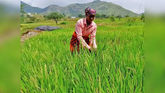 உங்க கிட்ட எவ்வளவு நெல் இருக்கு? ரிப்போர்ட் கொடுக்க மத்திய அரசு உத்தரவு!