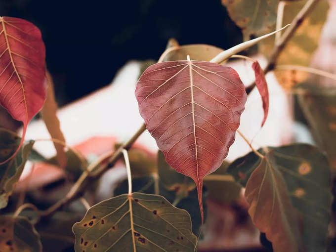 ​ಅರಳಿ ಮರದ ಕೆಳಗೆ ಈ ದೀಪ​