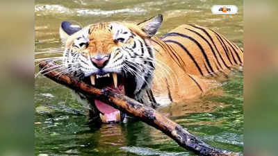 Cauvery Wildlife Sanctuary: ৫০ বছর পর তামিলনাড়ুর বনে রয়্যাল বেঙ্গল, ট্র্যাপ ক্যামেরায় বন্দি শার্দূল সম্রাট
