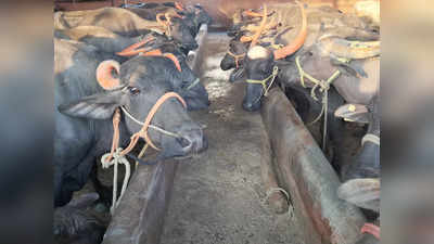 Success Story In Dairying: ಇದು ಹಾವೇರಿಯ ಐವರು ಸಹೋದರರ ಯಶೋಗಾಥೆ!; ಕೈ ಹಿಡಿದು ಮುನ್ನಡೆಸಿದೆ ಹೈನುಗಾರಿಕೆ