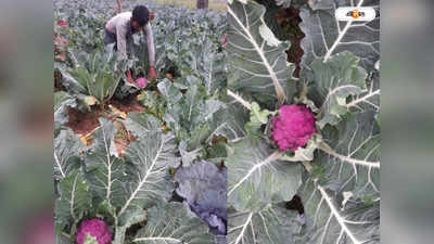Purple Cauliflower: পার্পল কলিফ্লাওয়ারে লাভ পাচ্ছেন কাটোয়ার চাষিরা