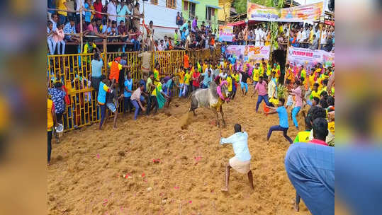 திருச்சி கோவிலில் 60-ம் ஆண்டு பூச்சொரிதல் விழா...விழாவை முன்னிட்டு ஜல்லிக்கட்டு போட்டி...600-க்கும் மேற்பட்ட காளைகள் பங்கேற்பு!