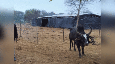 Banda News: गोशाला में कैद हुआ ऊंट की हत्या करने वाला खूंखार सांड, पकड़ने के लिए आगरा से आई टीम