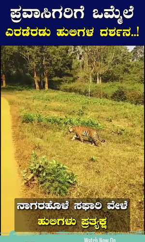 two tigers have been spotted by tourists in nagarahole forest