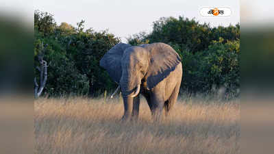 Elephant Attack : হাতির তাড়া খেয়ে উর্ধশ্বাসে ছুটছে ২ যুবক, দেখুন ভয়ংকর ভিডিয়ো
