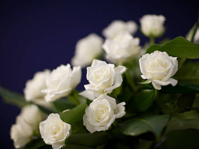 सफेद गुलाब 