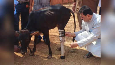 ಕರುವಿಗೆ ಕೃತಕ ಕಾಲು ಜೋಡಣೆ: ಮಾನವೀಯತೆಗೆ ಸಾಕ್ಷಿಯಾಯಿತು ಹುಬ್ಬಳ್ಳಿಯ ಈ ಸಂಸ್ಥೆ