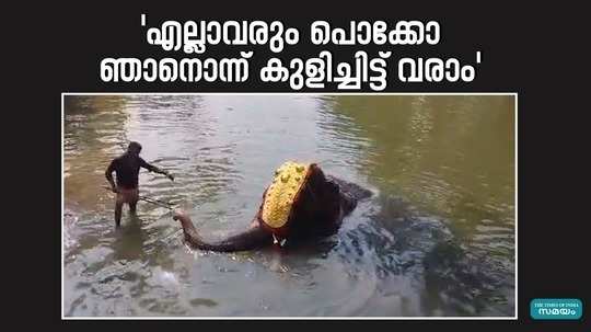 elephant viral video in ponnani viral video of an elephant bathing from a canal brought to the temple flag