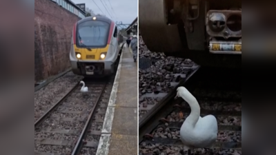 हंस ने ठप कर दी पूरी रेल लाइन! मजे से पटरी पर टहलता रहा पक्षी, ट्रेन स्टेशन पर ही खड़ी रही, वीडियो वायरल