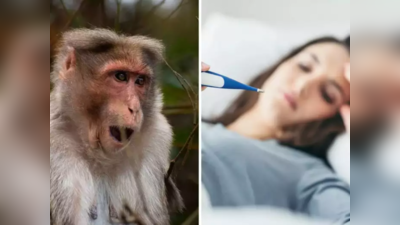 काय आहे Monkey Fever? कर्नाटकध्ये या तापाने माजवलाय कहर, या महाभयंकर संसर्गजन्य रोगातून वाचण्यासाठी करा हे उपाय