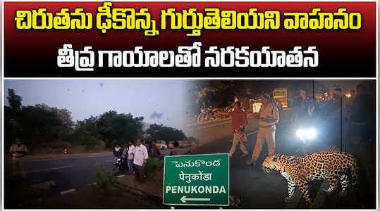 leopard injured after unknown vehicle hits on highway near penukonda
