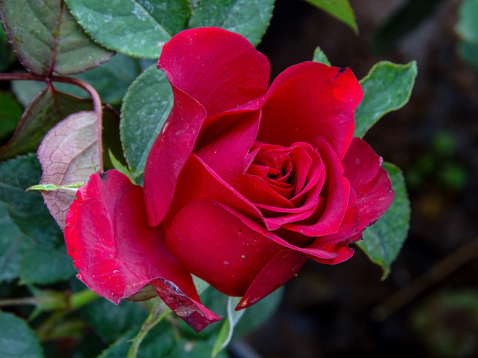 7 फरवरी: रोज डे (Rose Day)