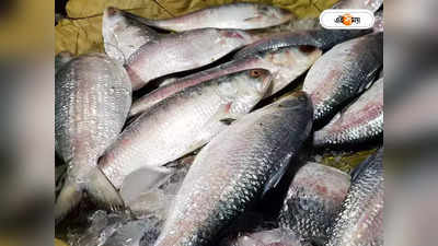 Hilsa Fish: বিশ্বে ইলিশ উৎপাদনের ৭৫ ভাগই বাংলাদেশে, খুশির হাওয়া ওপার বাংলায়