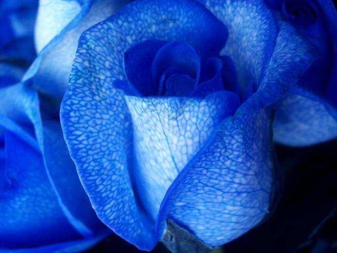​நீலநிற ரோஜா (Blue Rose) 