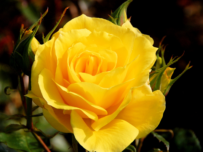 ​மஞ்சள் நிற ரோஜா  (Yellow Rose) 