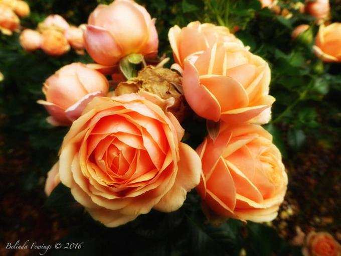 ​ஆரஞ்சு நிற ரோஜா (Orange Color Rose)