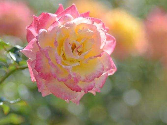 ​பிங்க் நிற ரோஜா (Pink Rose) 