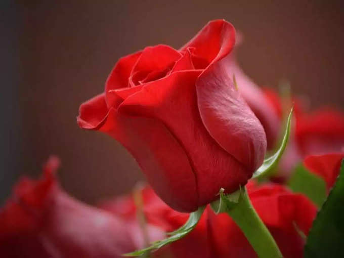 ​சிவப்பு நிற ரோஜா (red rose)