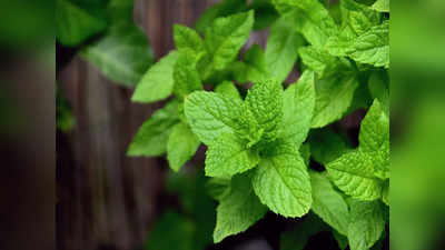 Mint health benefits: పుదీనా రోజూ తింటే.. ఈ 5 అద్భుత ప్రయోజనాలు మీ సొంతం..!