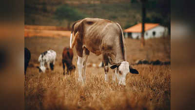 Importance Of Cow: ಗೋಸೇವೆ, ಗೋದಾನದಿಂದ ಜೀವನದ ಪ್ರತಿ ಹಾದಿಯಲ್ಲೂ ಯಶಸ್ಸು.!