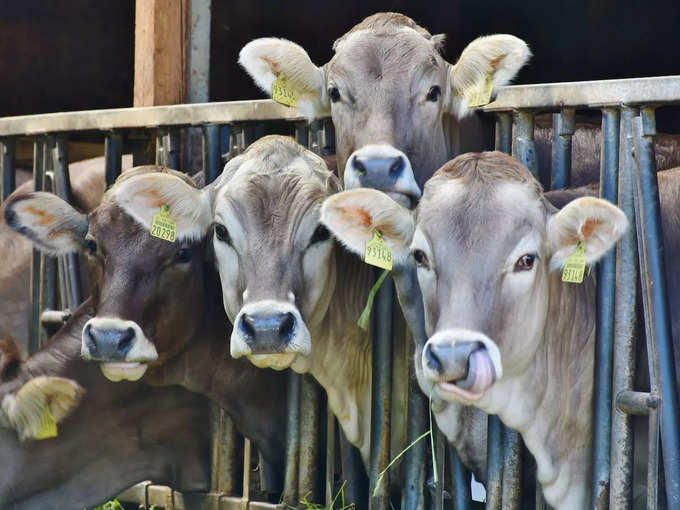 ​ಗೋಸೇವೆ ಮಾಡುವುದು​