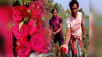 Rose Farming: ভ্যালেন্টাইন্স ডের আগে গোলাপে কাঁটা, কৃষকদের লাভের আশায় ছাই ঢালছে ছত্রাক