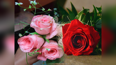 Rose Price Hike : 90 টাকায় বিক্রি হচ্ছে এক পিস গোলাপ, Rose Day তে কলকাতা-সহ রাজ্য জুড়ে চড়া দাম