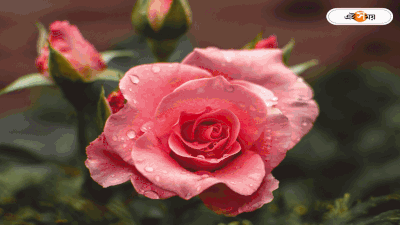 Rose Day : কোটি টাকায় বিকোয় বিশ্বের সবচেয়ে দামি জুলিয়েট রোজ! ভারতীয় বাজারে এর দর জানেন?