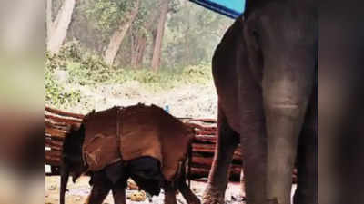 हत्तीच्या अनाथ पिल्लाला मिळाली आई; दुधवा व्याघ्रप्रकल्पात फुलले नवीन नाते