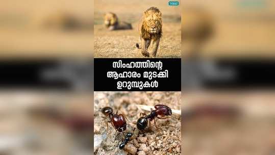 lions are starving because of ants