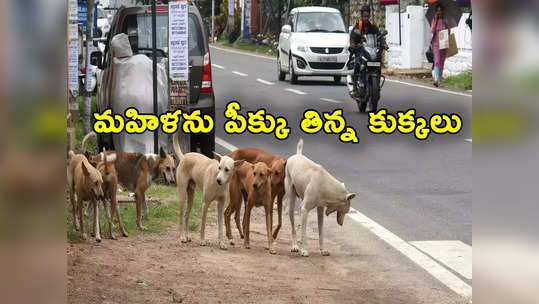 Stray Dogs: మహిళపై ఒకేసారి 20 వీధి కుక్కల దాడి.. చంపి అవయవాలు పీక్కుతిన్న శునకాలు 