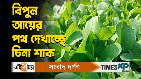 chinese pak choi farming is a profitable business says malda resident manotosh rajbanshi watch video