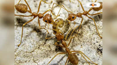 Fire Ants In Australia : কামড়ালে হতে পারে মৃত্যু, ভয় ধরাচ্ছে আগুন পিঁপড়ে