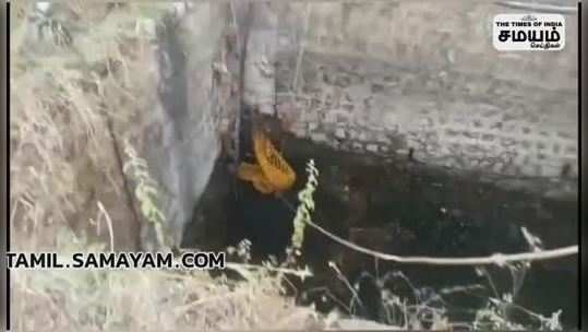 firefighters rescued a fox fallen into a well in thoothukudi