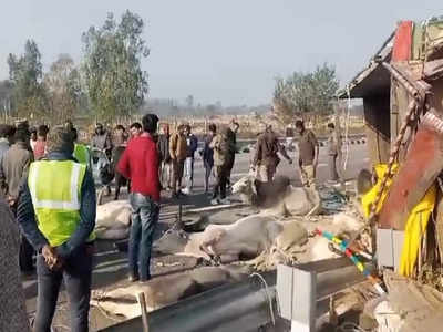 सुल्तानपुर में पूर्वांचल एक्सप्रेस-वे पर अनियंत्रित होकर पलटा ट्रक, 5 गोवंशों की मौत और 13 घायल